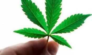 galletas de marihuana