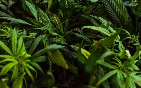 Qué son los cannabinoides