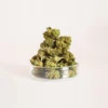 Cogollos Pequeños Moby Dick CBD