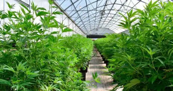 Asesoramiento CBD siembra