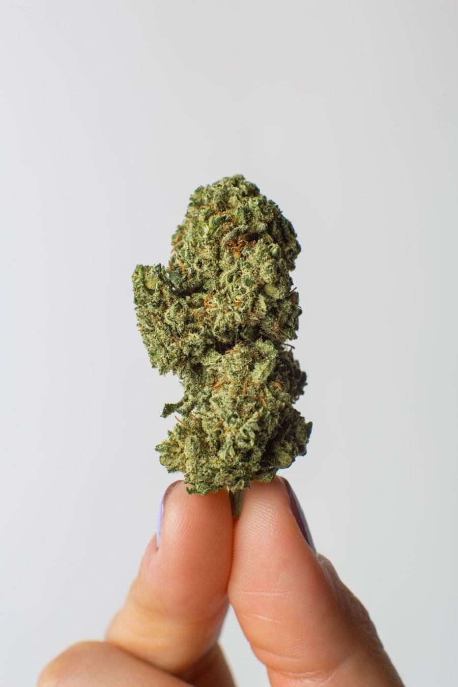 Bubble-Gum-CBD-2-1-2.jpg Bubble Gum