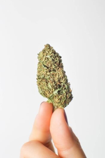 Gelato CBD