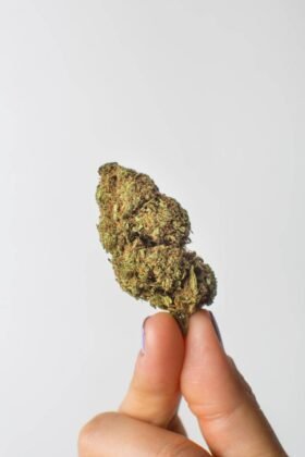 Strawberry-CBD-2-1.jpg Strawberry-CBD-2