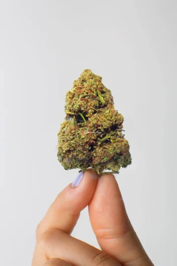 Moby Dick CBD