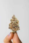 og-kush2.webp