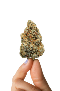 lemon-1-scaled-2-removebg-preview